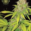 AK-49 Automat (Vision Seeds) feminizowane