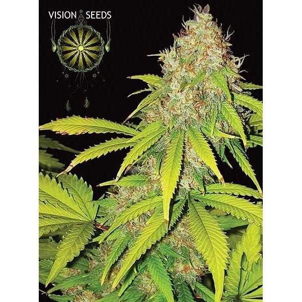 AK-49 Automat (Vision Seeds) feminizowane