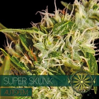 Super Skunk Automat (Vision Seeds) feminizowane