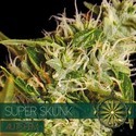 Super Skunk Automat (Vision Seeds) feminizowane