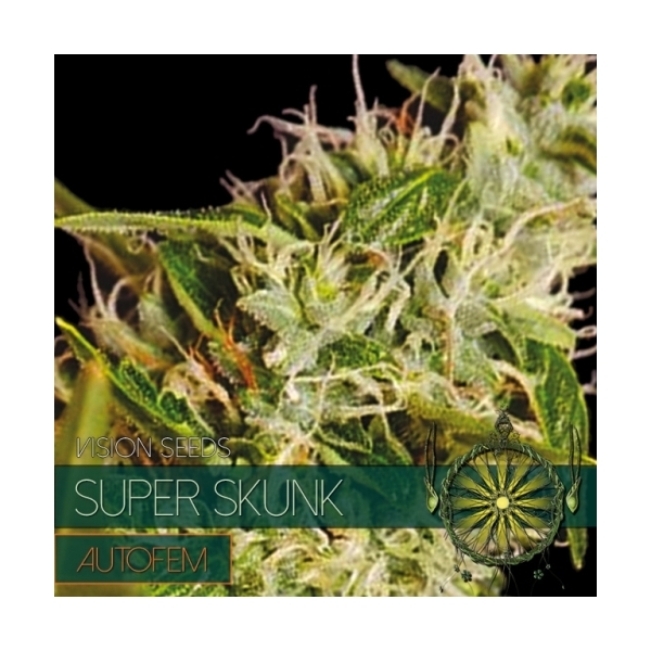 Super Skunk Automat (Vision Seeds) feminizowane
