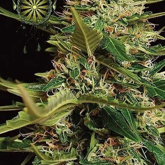 Super Skunk Automat (Vision Seeds) feminizowane