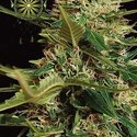 Super Skunk Automat (Vision Seeds) feminizowane