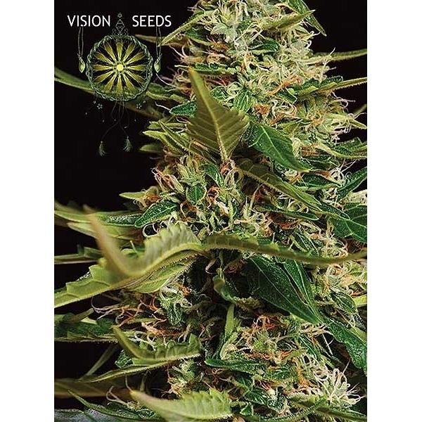Super Skunk Automat (Vision Seeds) feminizowane