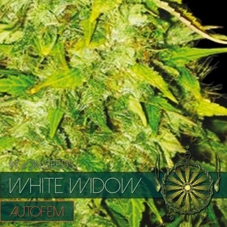 White Widow Automat (Vision Seeds) feminizowane