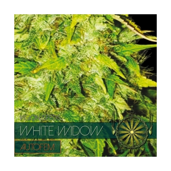 White Widow Automat (Vision Seeds) feminizowane