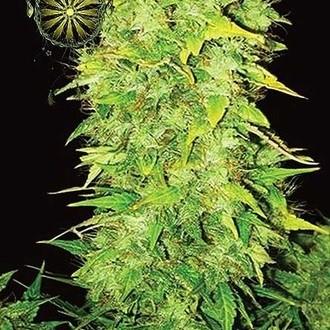 White Widow Automat (Vision Seeds) feminizowane