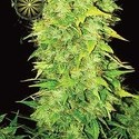 White Widow Automat (Vision Seeds) feminizowane