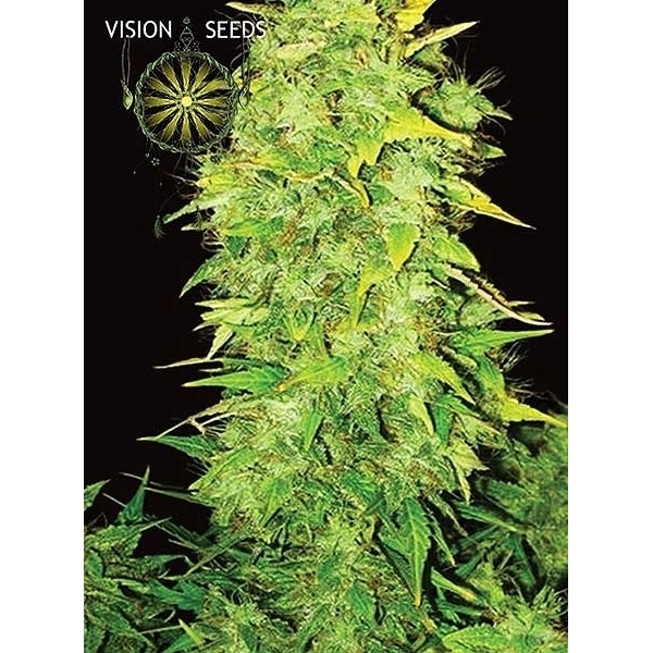 White Widow Automat (Vision Seeds) feminizowane