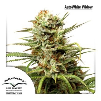 Auto White Widow (Dutch Passion) feminizowane