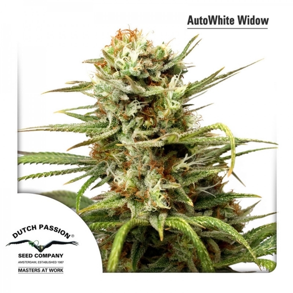 Auto White Widow (Dutch Passion) feminizowane