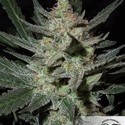 Blue Auto Mazar (Dutch Passion) nasiona marihuany feminizowane Automat