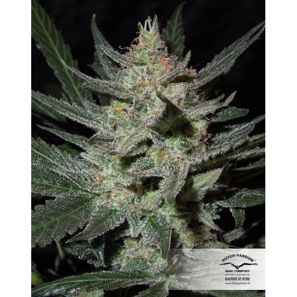 Blue Auto Mazar (Dutch Passion) nasiona marihuany feminizowane Automat