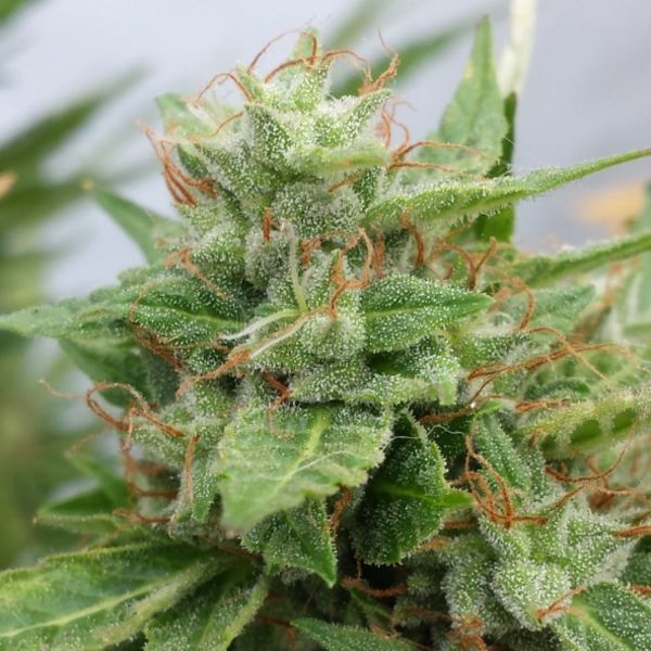 Ogre (Doctor's Choice) feminizowane