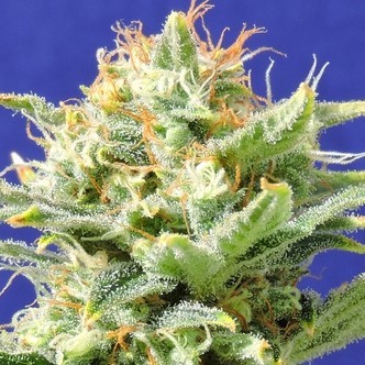 Auto Super Skunk (Original Sensible) feminizowane