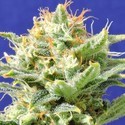 Auto Super Skunk (Original Sensible) feminizowane