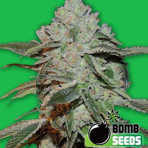 Atomic (Bomb Seeds) feminizowane