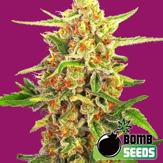 Cherry Bomb (Bomb Seeds) feminizowane
