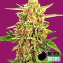 Cherry Bomb (Bomb Seeds) feminizowane