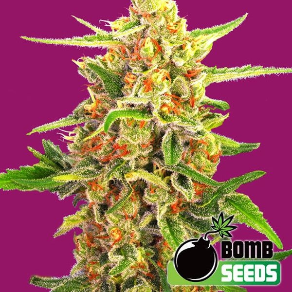 Cherry Bomb (Bomb Seeds) feminizowane