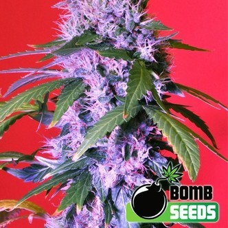 Berry Bomb (Bomb Seeds) feminizowane