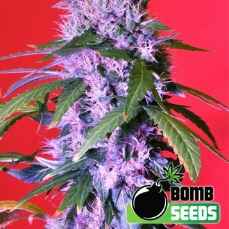 Berry Bomb (Bomb Seeds) feminizowane