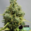 Big Bomb (Bomb Seeds) nasiona marihuany feminizowane