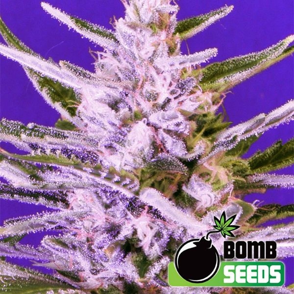 Ice Bomb (Bomb Seeds) feminizowane