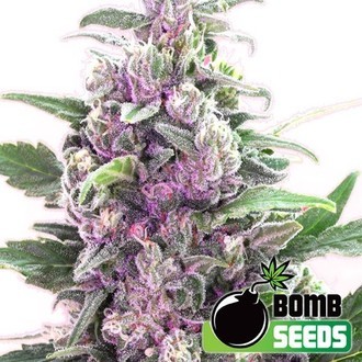 THC Bomb (Bomb Seeds) feminizowane