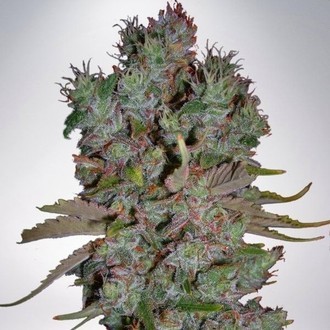 Auto Blueberry Domina (Ministry of Cannabis) feminizowane