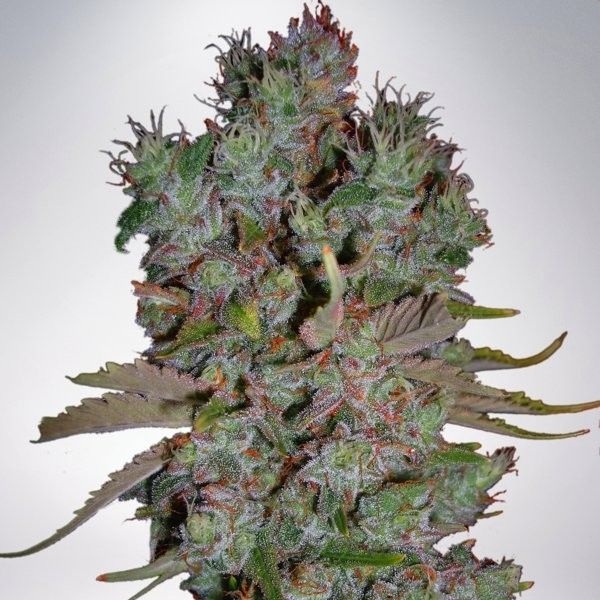 Auto Blueberry Domina (Ministry of Cannabis) feminizowane