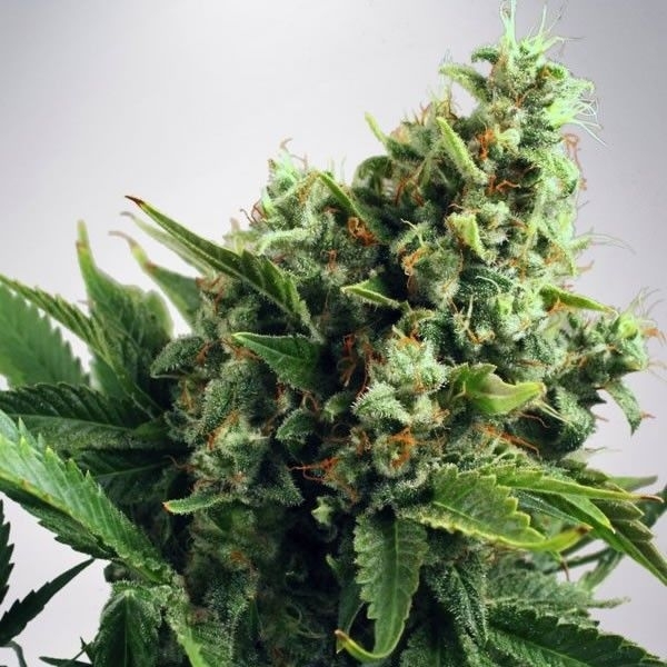 Auto White Widow (Ministry of Cannabis) feminizowane