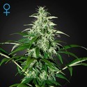 Kalashnikova Automat (Greenhouse Seeds) feminizowane