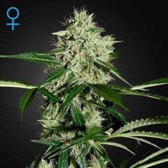 Northern Lights Automat (Greenhouse Seeds) feminizowane