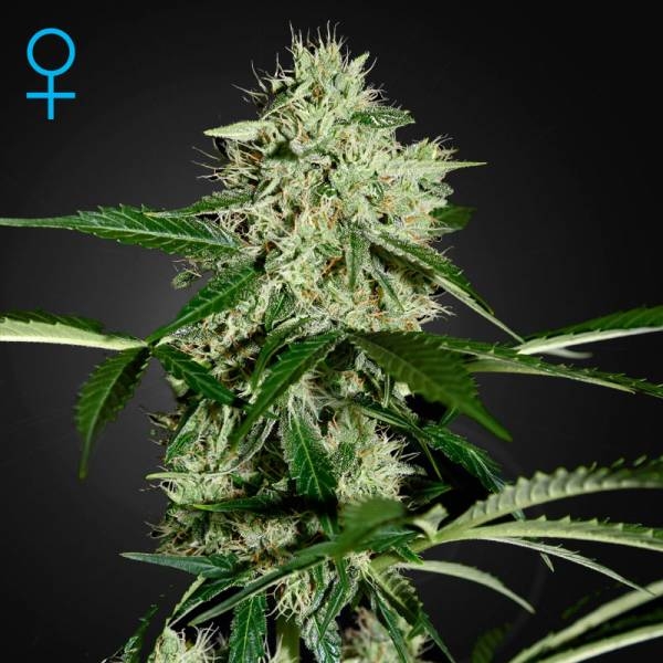 Northern Lights Automat (Greenhouse Seeds) feminizowane
