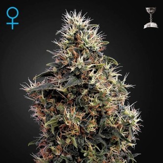 Sweet Mango Automat (Greenhouse Seeds) feminizowane