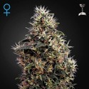 Sweet Mango Automat (Greenhouse Seeds) feminizowane