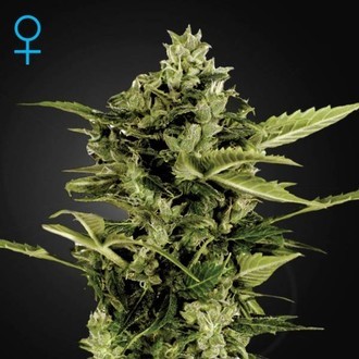 Auto-Bomb Automat (Greenhouse Seeds) feminizowane
