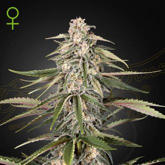 Super Bud (Greenhouse Seeds) feminizowane