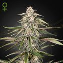 Super Bud (Greenhouse Seeds) feminizowane