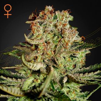 Super Critical (Greenhouse Seeds) feminizowane