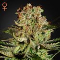 Super Critical (Greenhouse Seeds) feminizowane