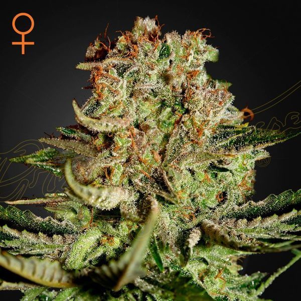 Super Critical (Greenhouse Seeds) feminizowane