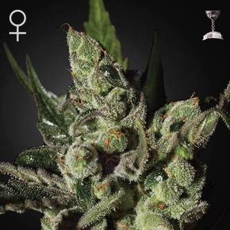 Exodus Cheese (Greenhouse Seeds) feminizowane