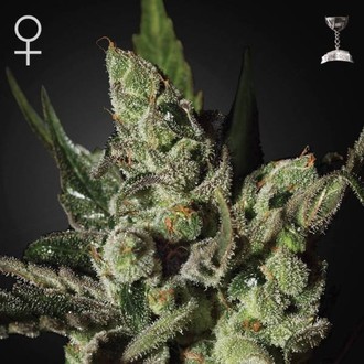 Exodus Cheese (Greenhouse Seeds) feminizowane