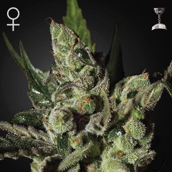 Exodus Cheese (Greenhouse Seeds) feminizowane