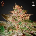 Pure Kush (Greenhouse Seeds) nasiona marihuany feminizowane