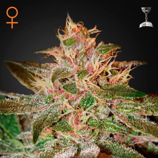 Pure Kush (Greenhouse Seeds) nasiona marihuany feminizowane