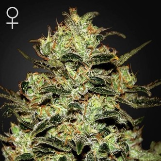 Moby Dick (Greenhouse Seeds) feminizowane