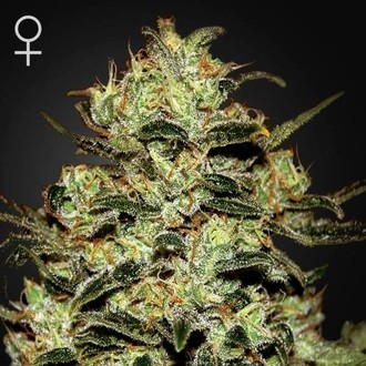 Moby Dick (Greenhouse Seeds) feminizowane